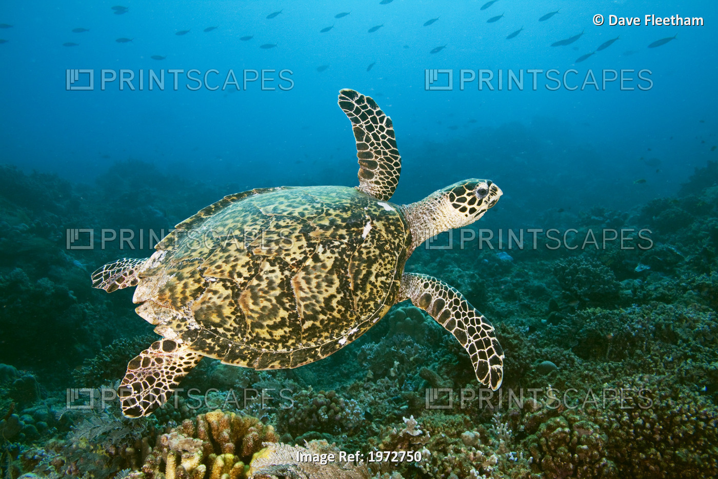 Hawksbill Turtle (Eretmochelys Imbricata) Swimming Above Tubbataha Reef; ...