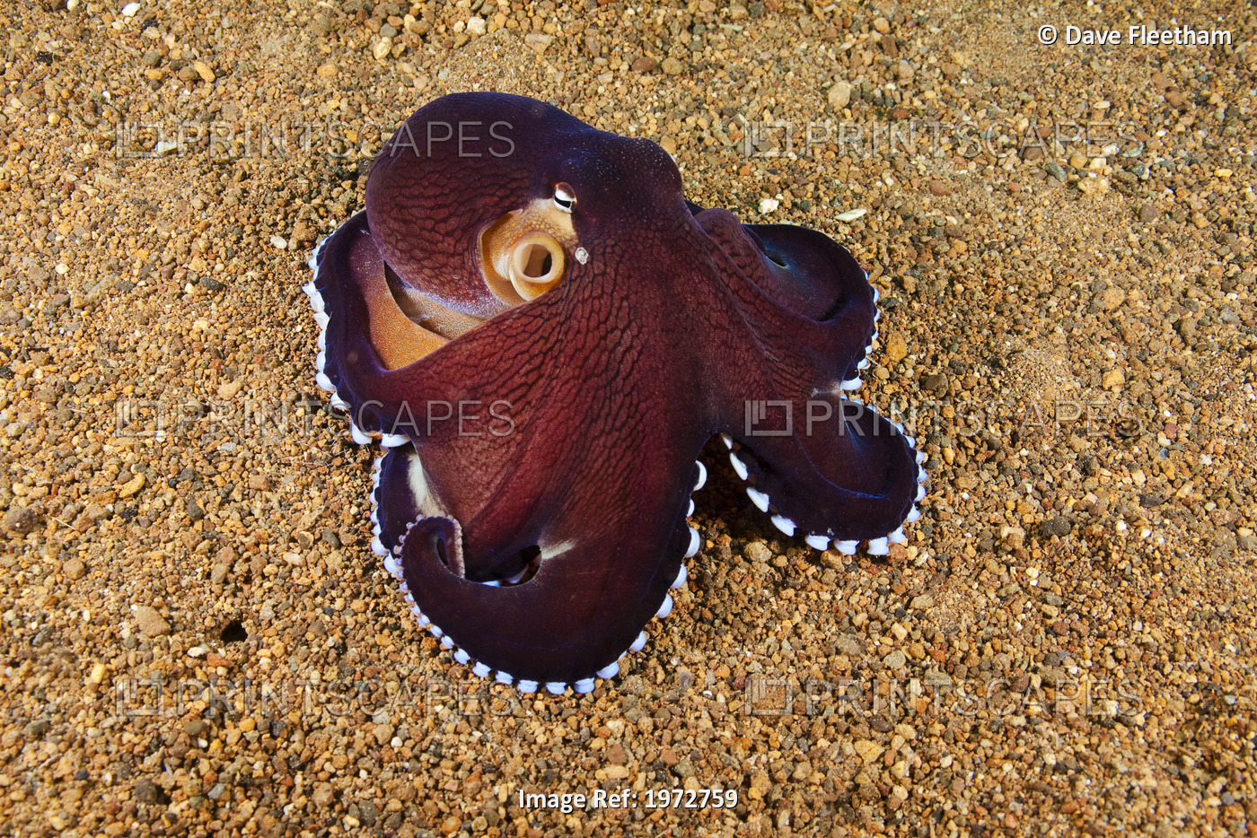 Philippines, Veined Octopus (Octopus Marginatus).