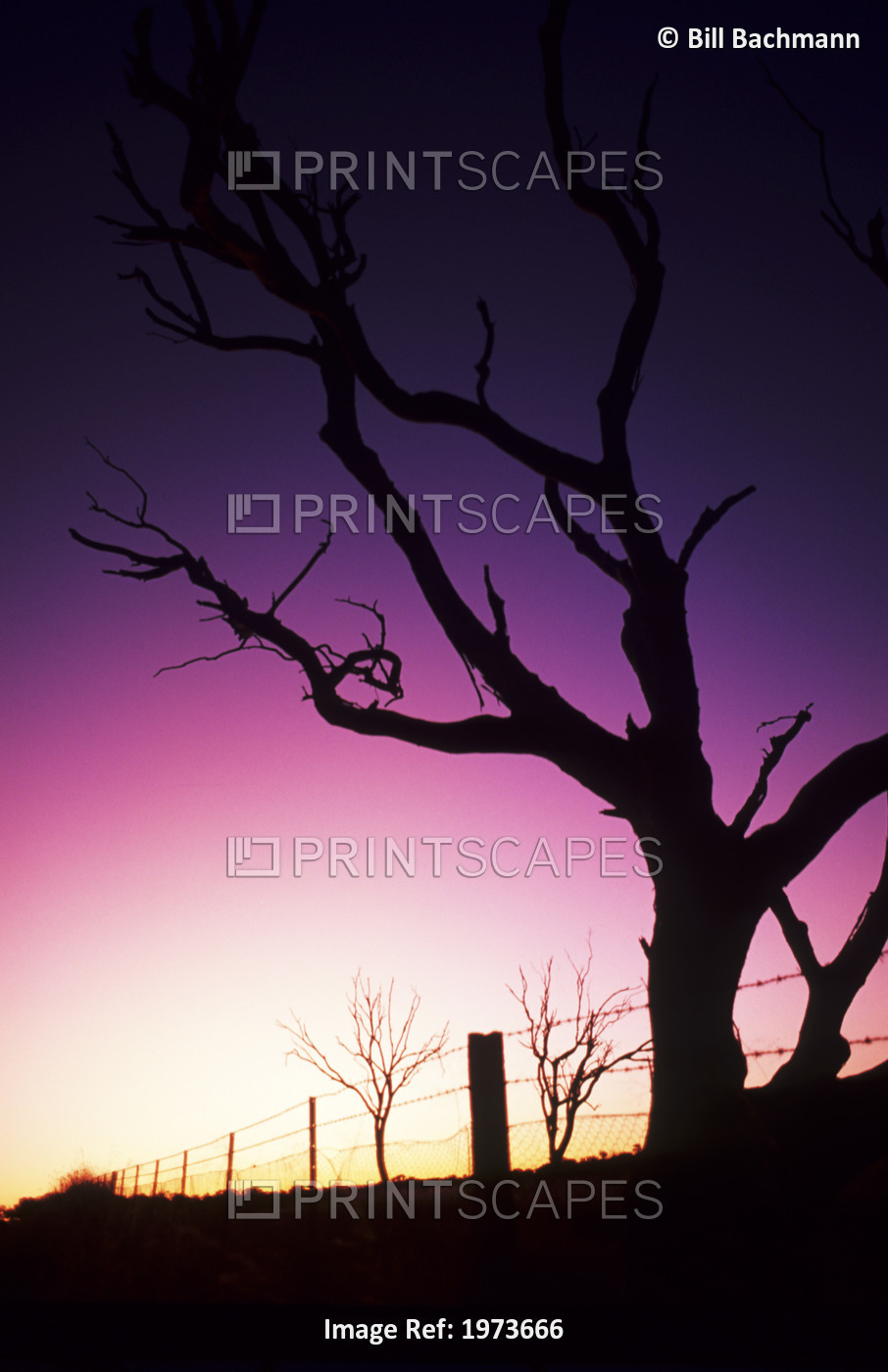 Australia, Silhouette Of A Dead Tree With Magenta Sunset.