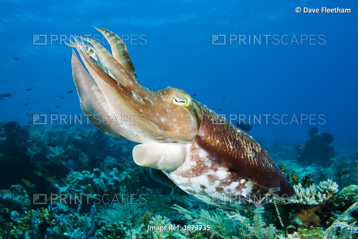 Indonesia, Cuttlefish (Sepia Latimanus); Komodo