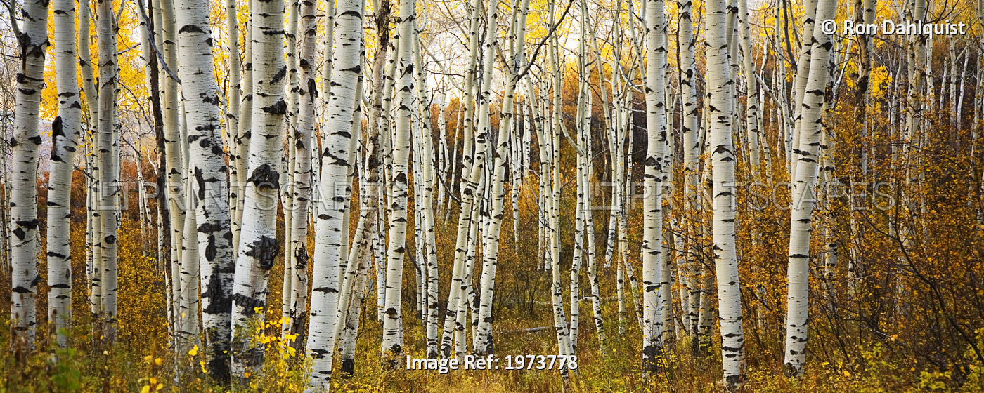 Colorado, Steamboat, Aspen Tree Trunks In Grove, Yellow Autumn Leaves.