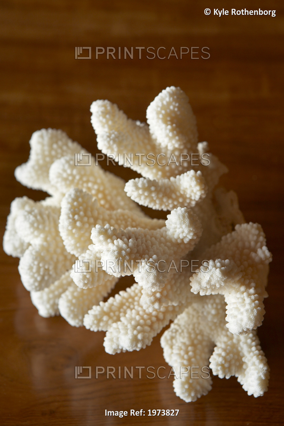 Close-Up Of Coral On A Wooden Table.