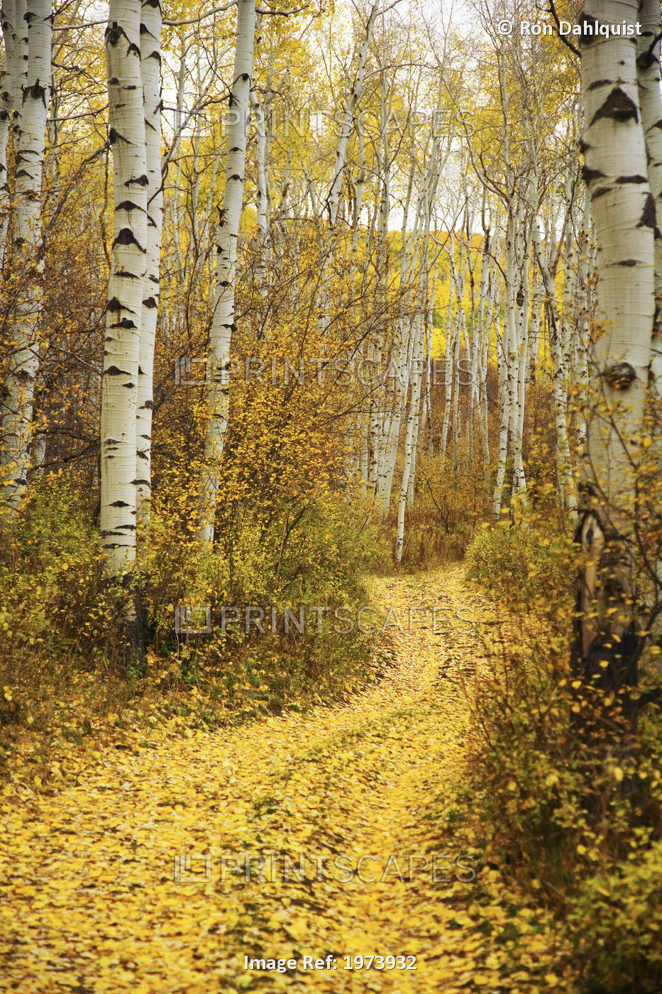Colorado, Steamboat, Yellow Aspen Leaves On Country Road.