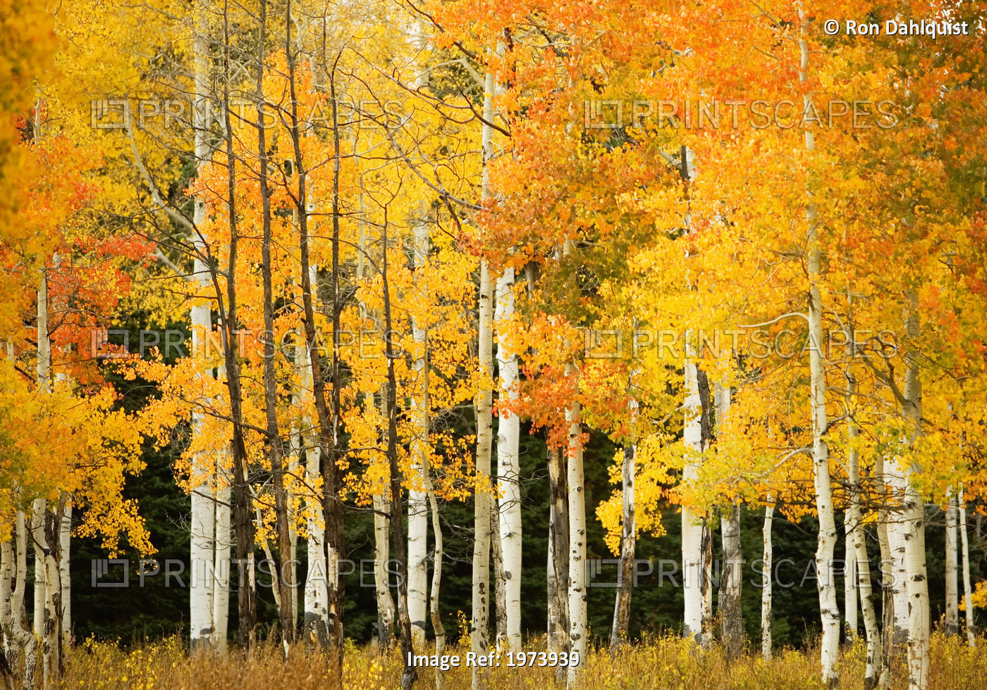 USA, Colorado, Near Steamboat Springs, Line Of Fall-Colored Aspen Trees; ...