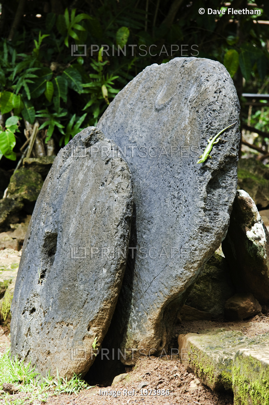 Micronesia, Green Lizard Sits On Some Native Stone Money; Island Of Yap