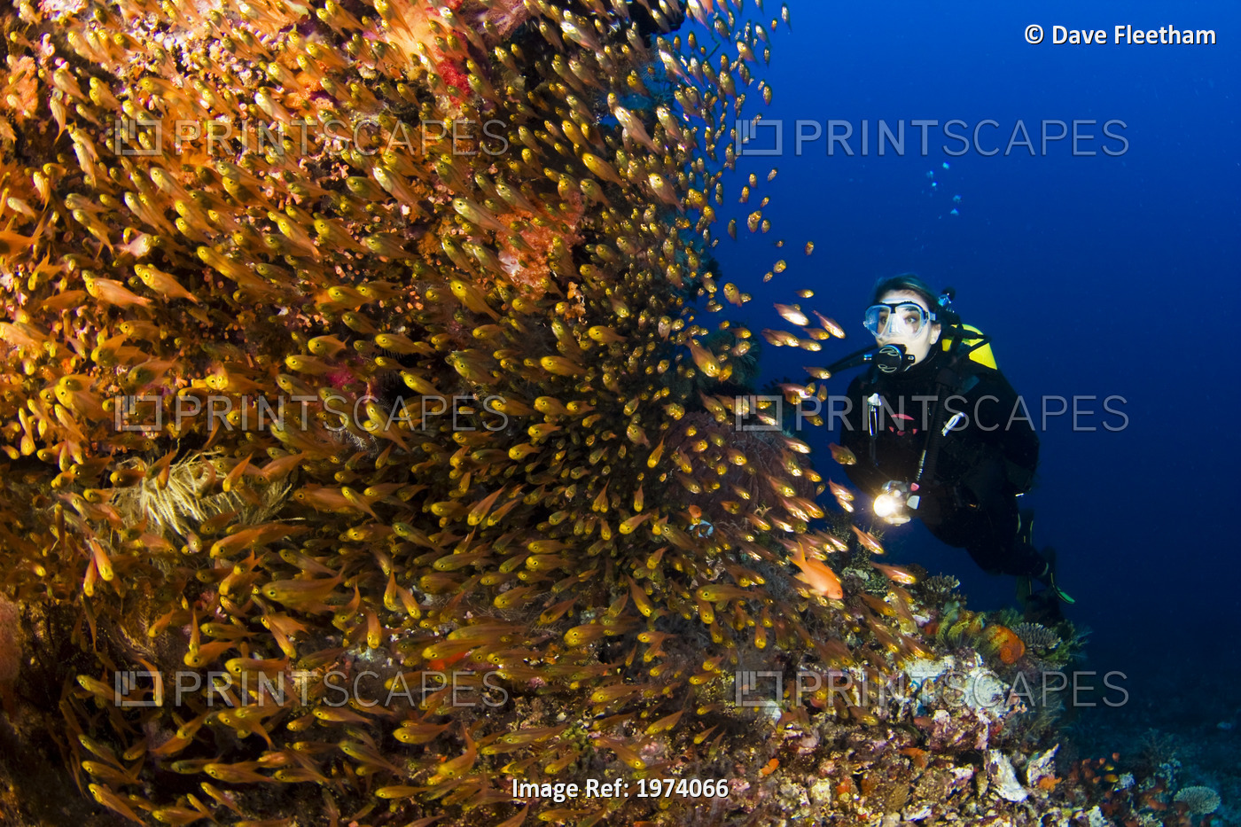 Indonesia, Diver near reef; Komodo