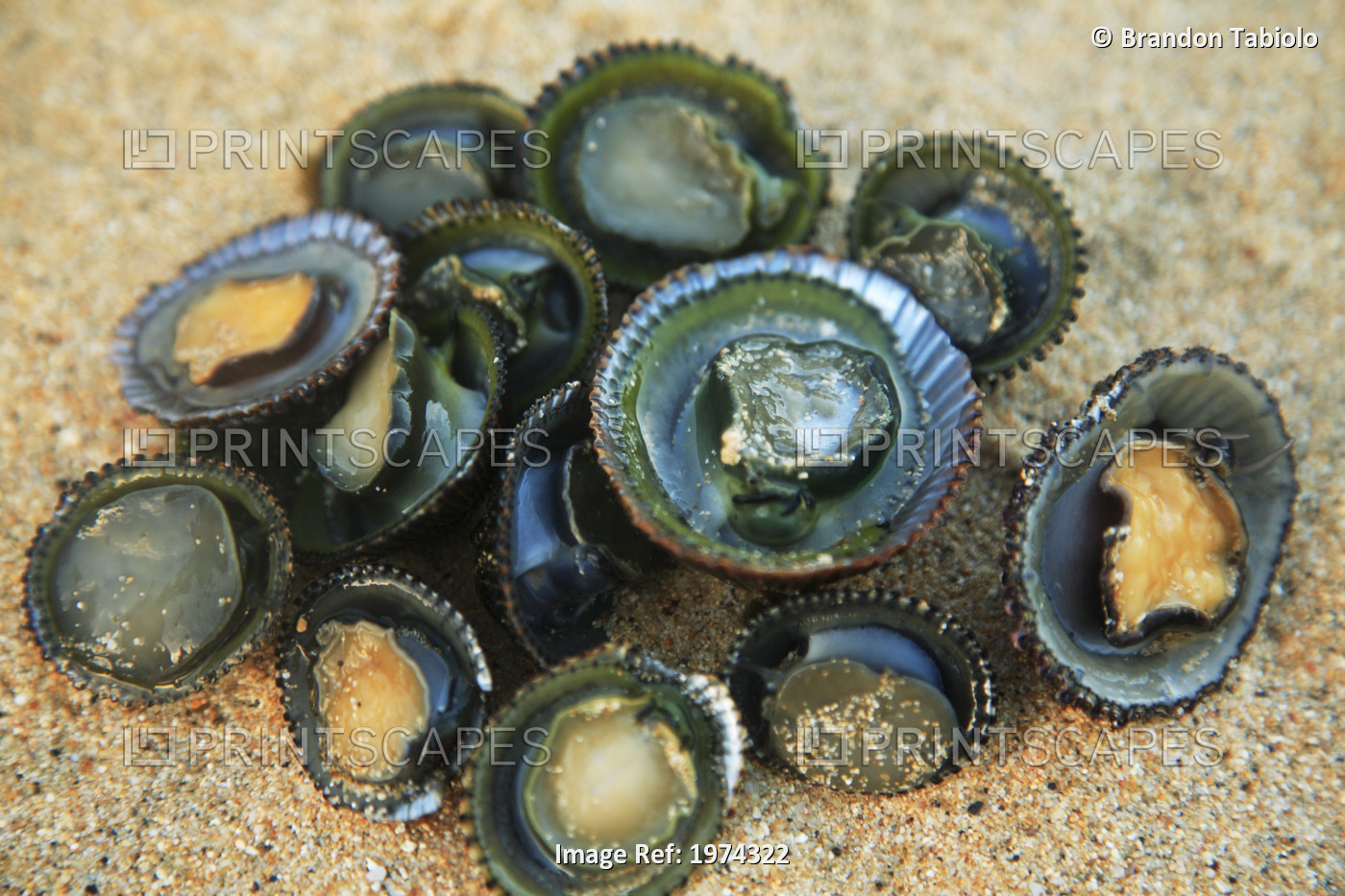 Hawaii, Oahu, A Bunch Of Fresh Limpets Opihi Laying On Sand.