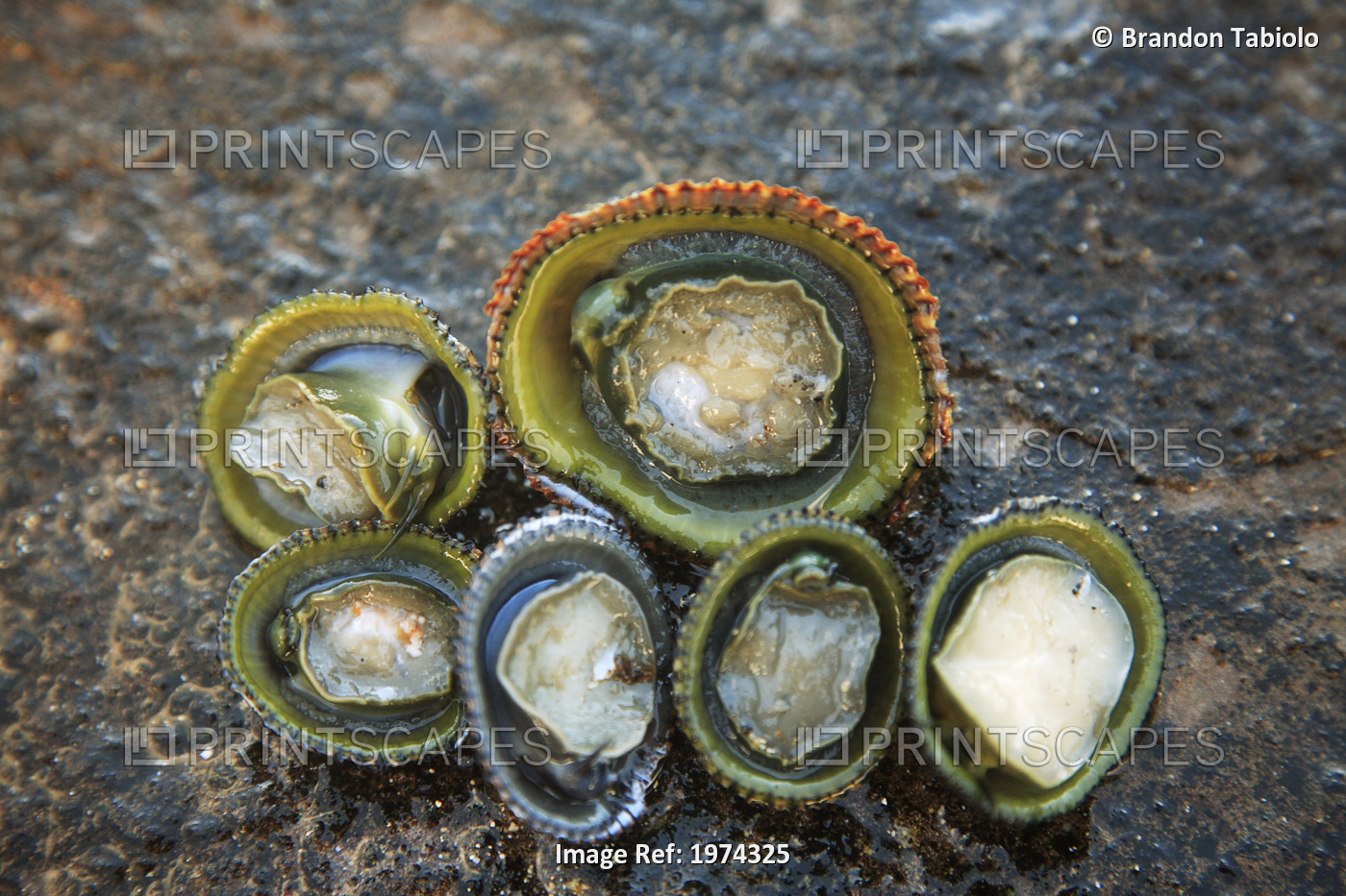 Hawaii, Oahu, A Bunch Of Fresh Limpets Opihi Laying On A Rock.