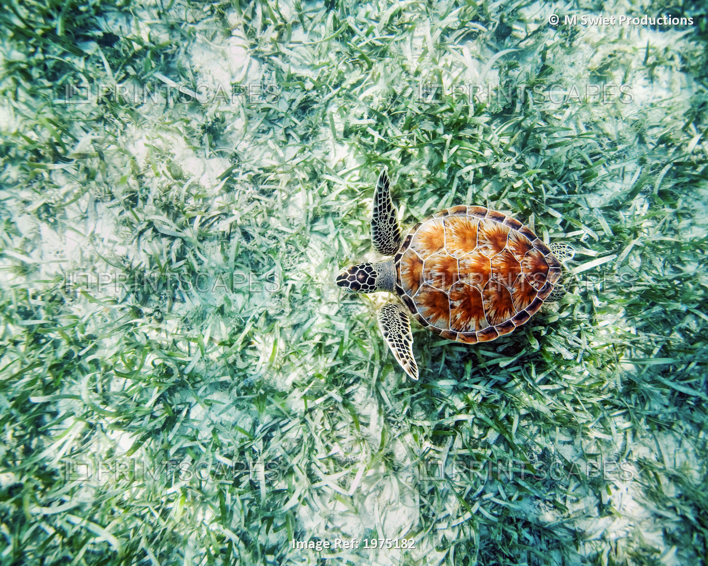 Hawaii, Green Sea Turtle (Chelonia Mydas) An Endangered Species.