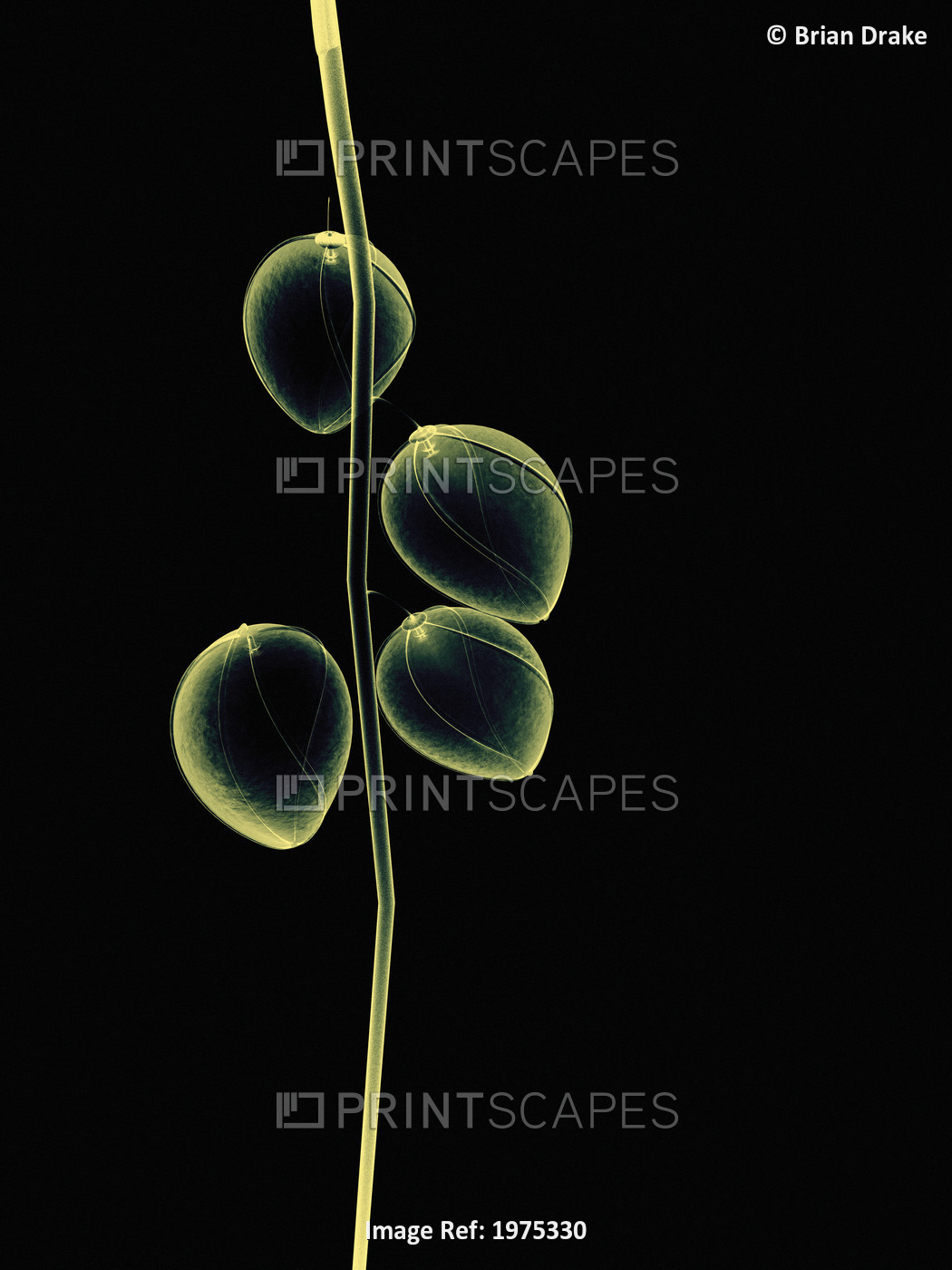 Botanical Study 2, Sheer Representation Of Flowers And Stem On Black Background ...