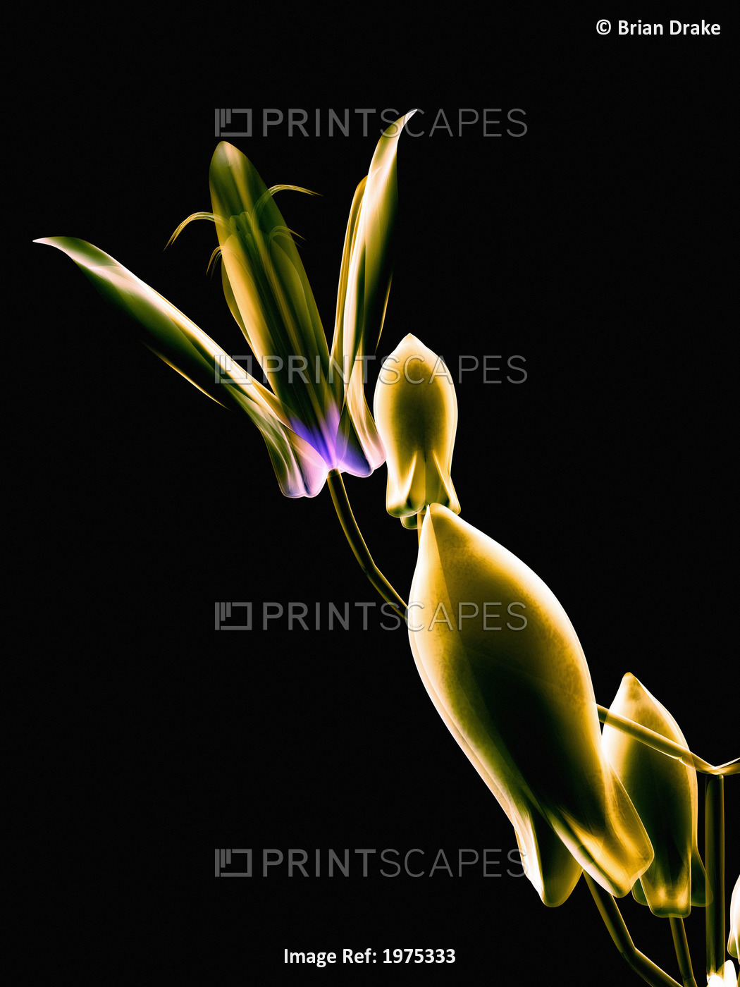 Botanical Study 1, Sheer Representation Of Flower On Black Background ...