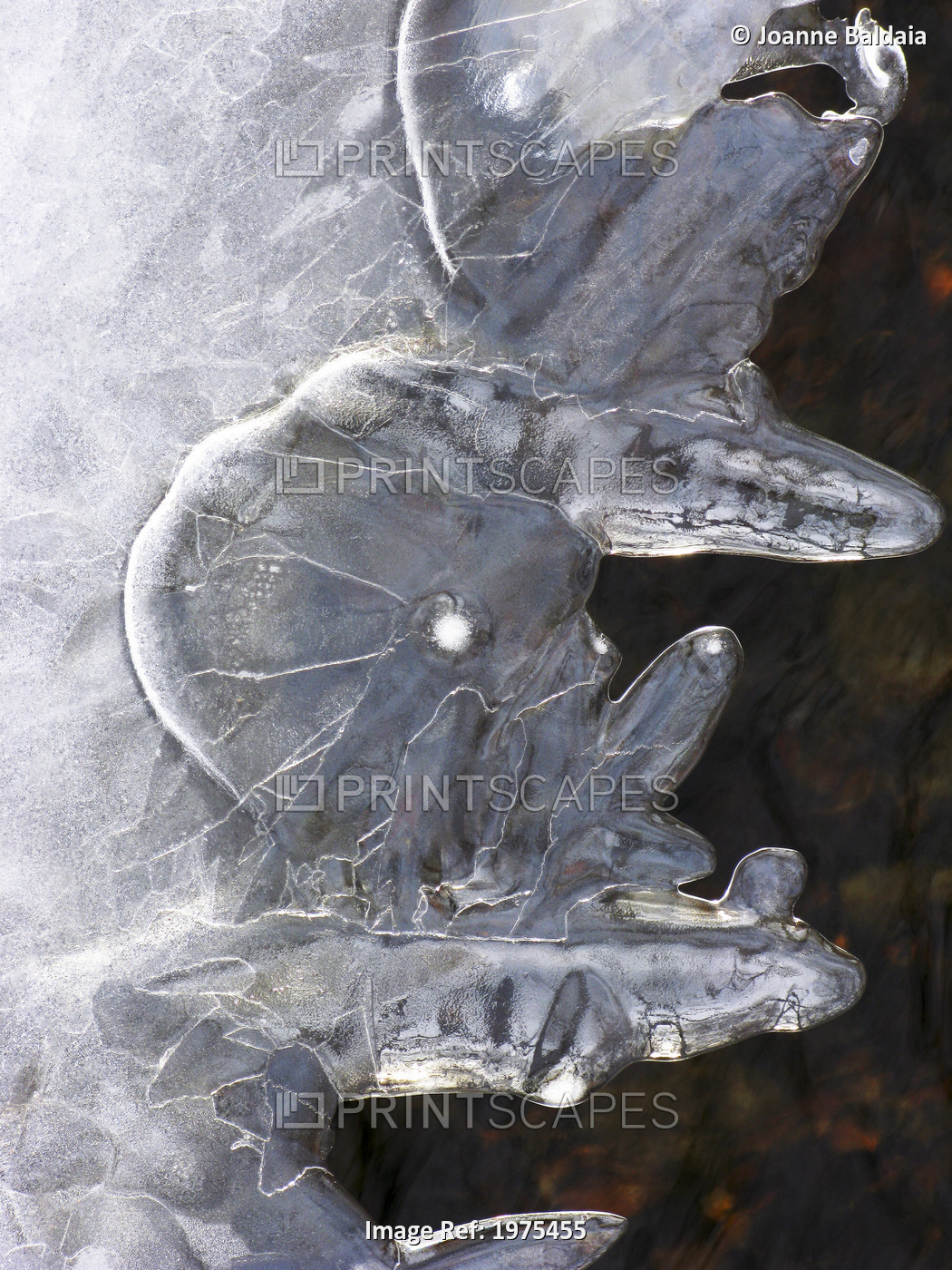Ice Abstract 1, Massachusetts, Seekonk, Caratunk Wildlife Refuge, Close-Up Of ...