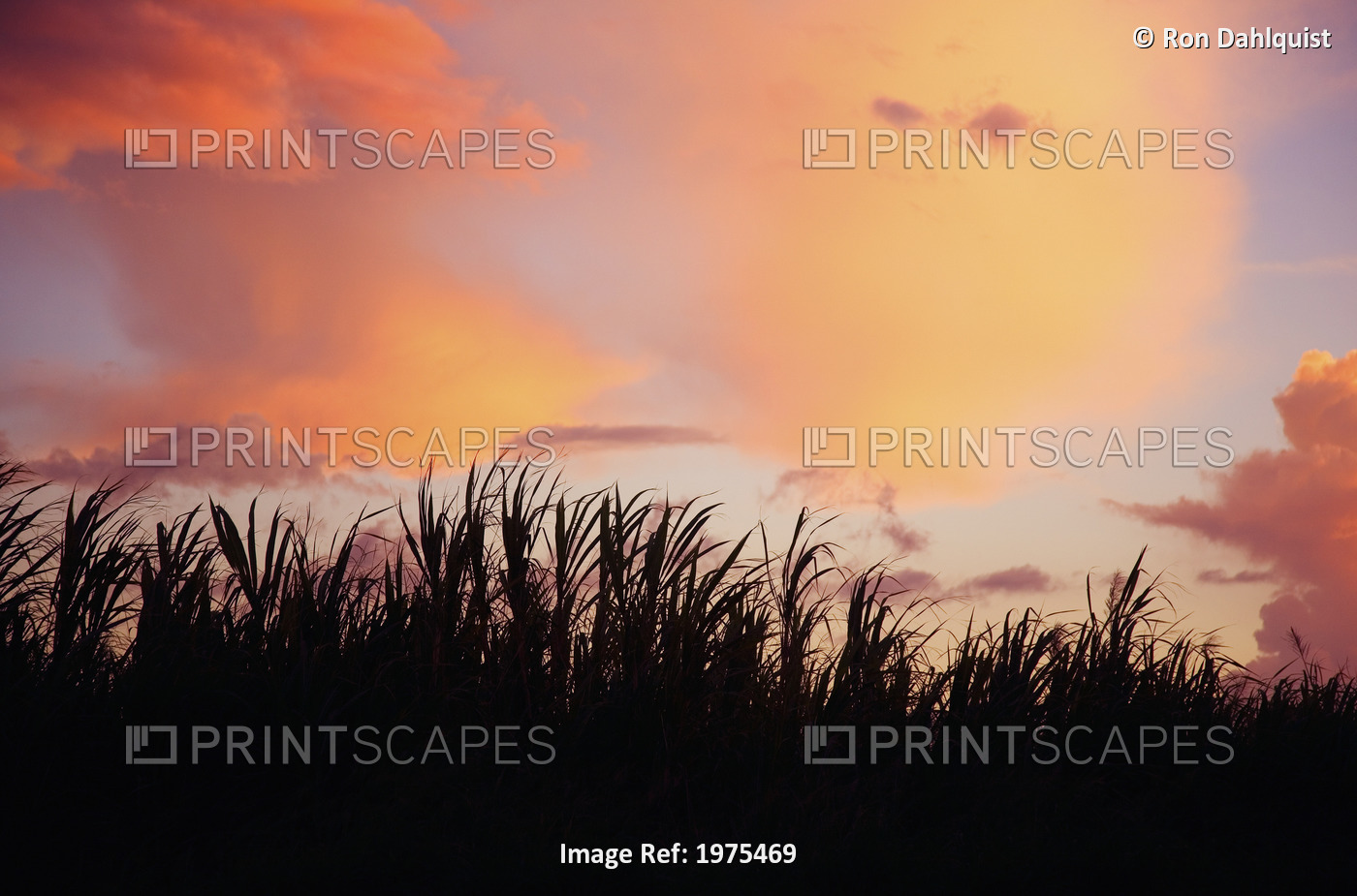 USA, Hawaii Islands, Silhouette Of Grass Against Sunset Sky; Kauai