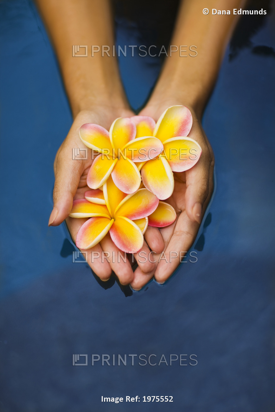 Hawaii, Oahu, Closeup Of Young Woman's Hands Holding Plumeria Flowers In Water.