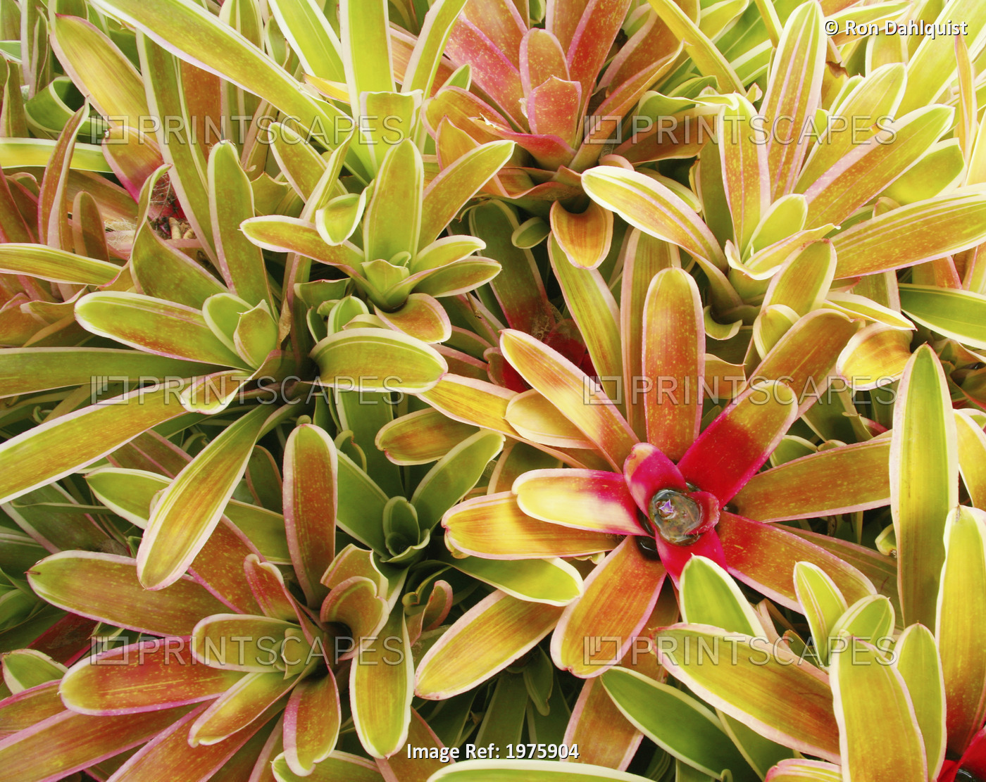 USA, Hawaii, Cluster Of Colorful Bromeliad Plants ; Maui