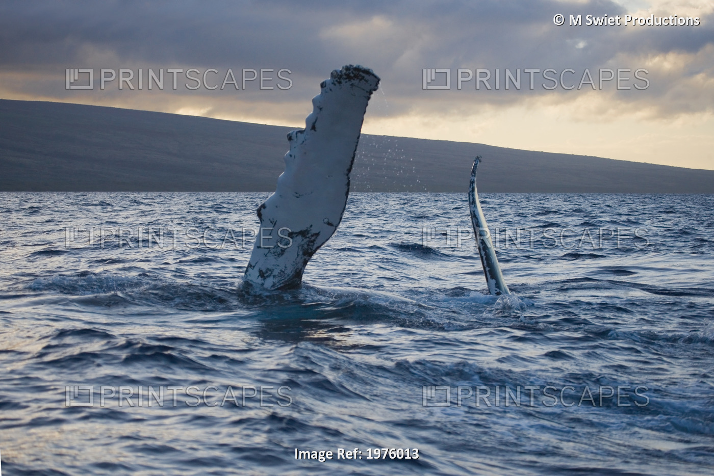 Hawaii, Maui, The Pectoral Fin Of A Humpback Whale.