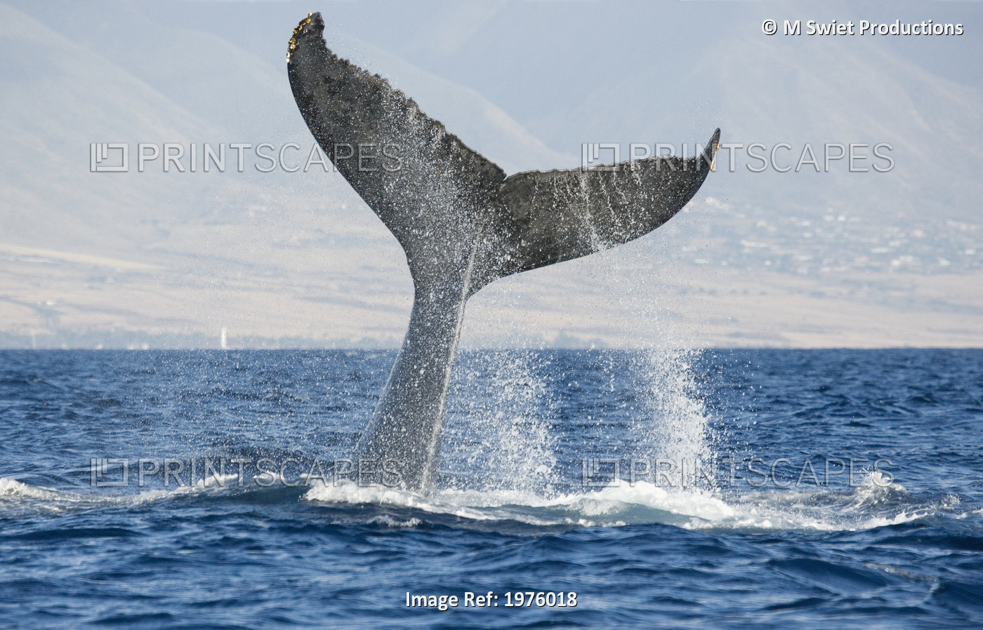 Hawaii, Maui, Humpback Whale Fluking Its Tail.