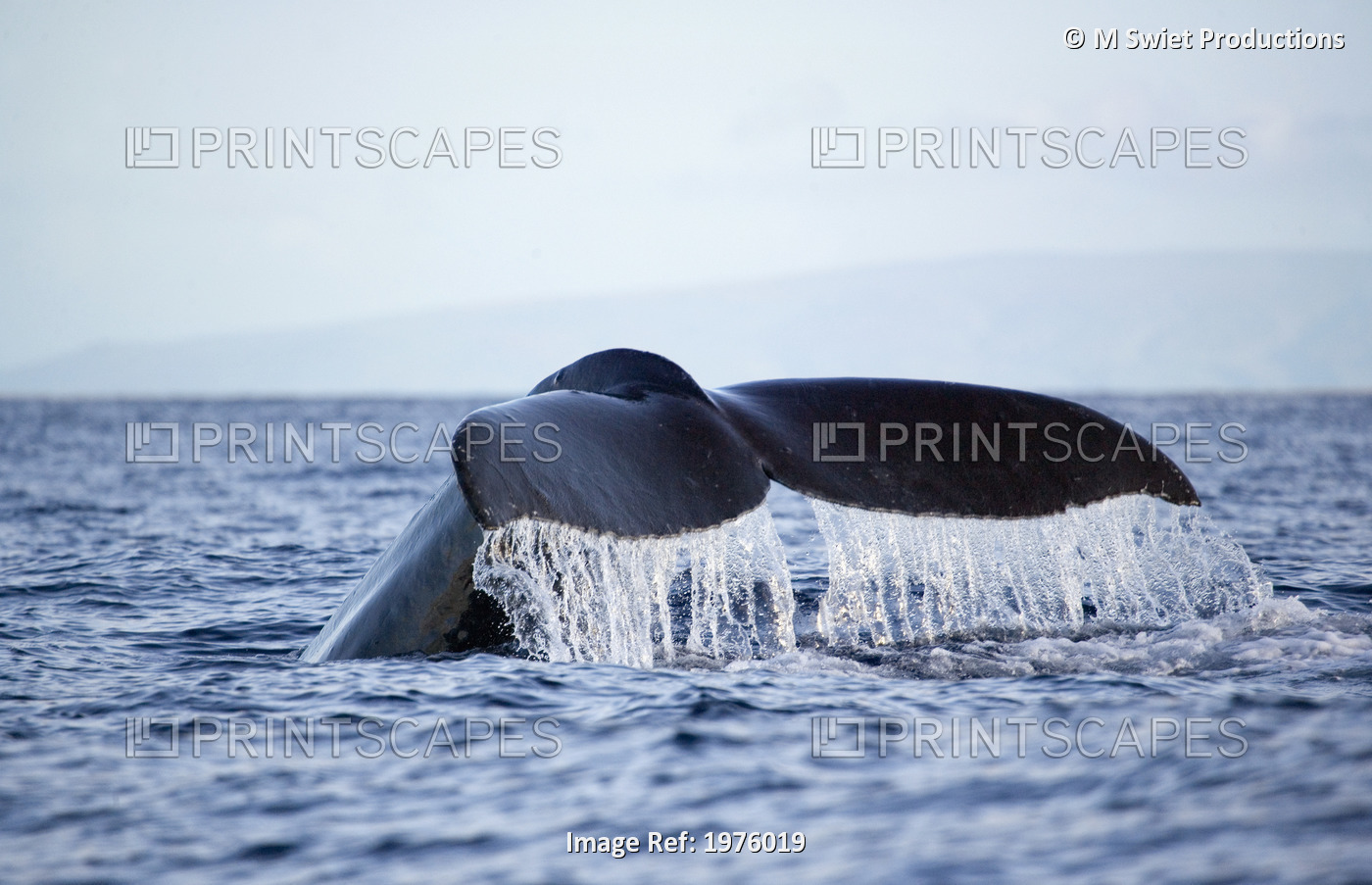 Hawaii, Maui, Humpback Whale Fluking Its Tail.