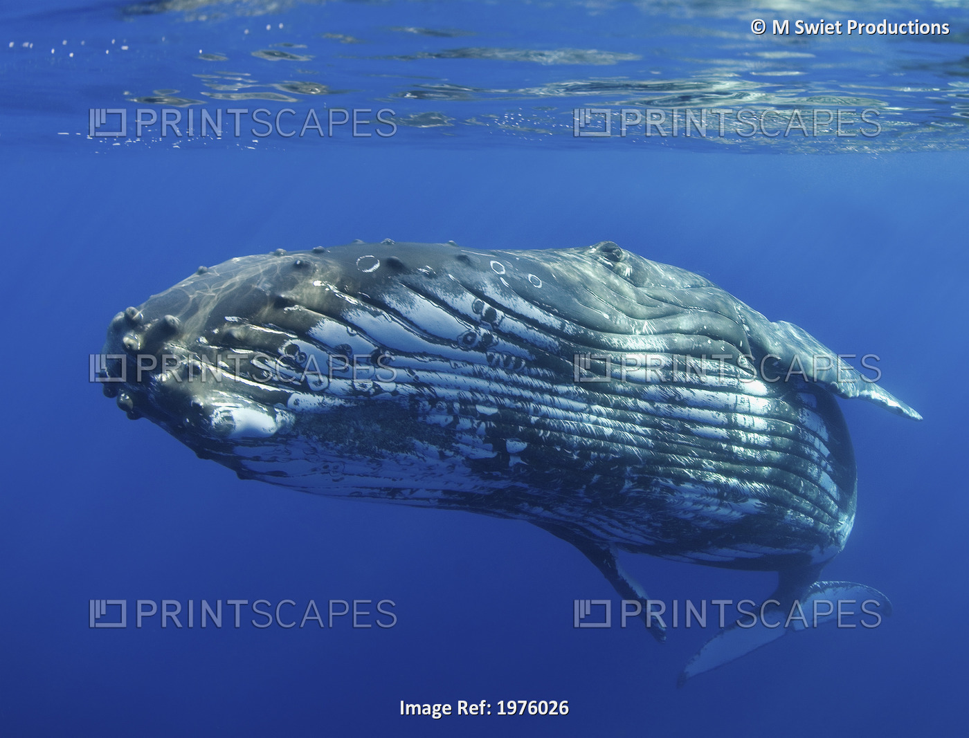 Hawaii, Maui, Close-Up Of Humpback Whale Near The Oceans Surface.