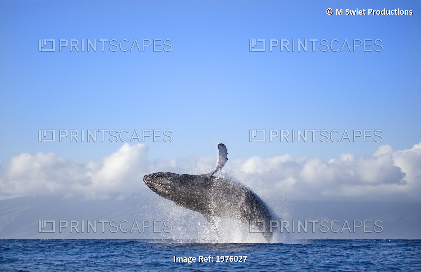 Hawaii, Maui, Humpback Whale Breaching With Island In The Background.