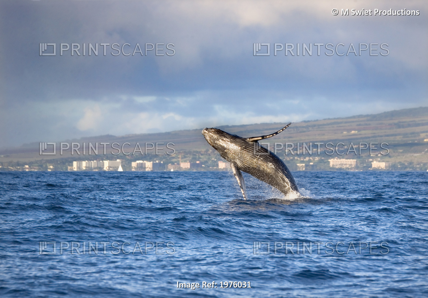 Hawaii, Maui, Kaanapali, Humpback Whale Breaching With Island In The Background.