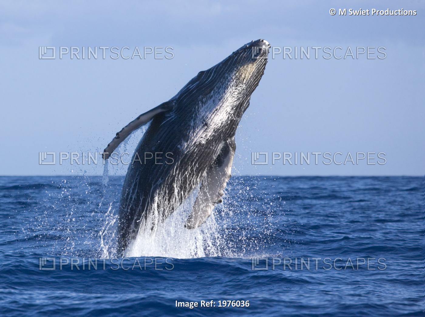 Hawaii, Maui, Humpback Whale Breaching.