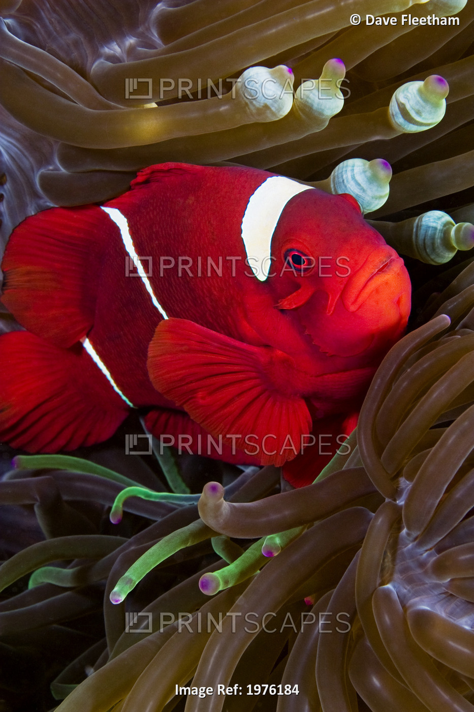 Spine-Cheek Anemonefish (Premnas Biaculeatus) Hiding In Anemone ; Indonesia