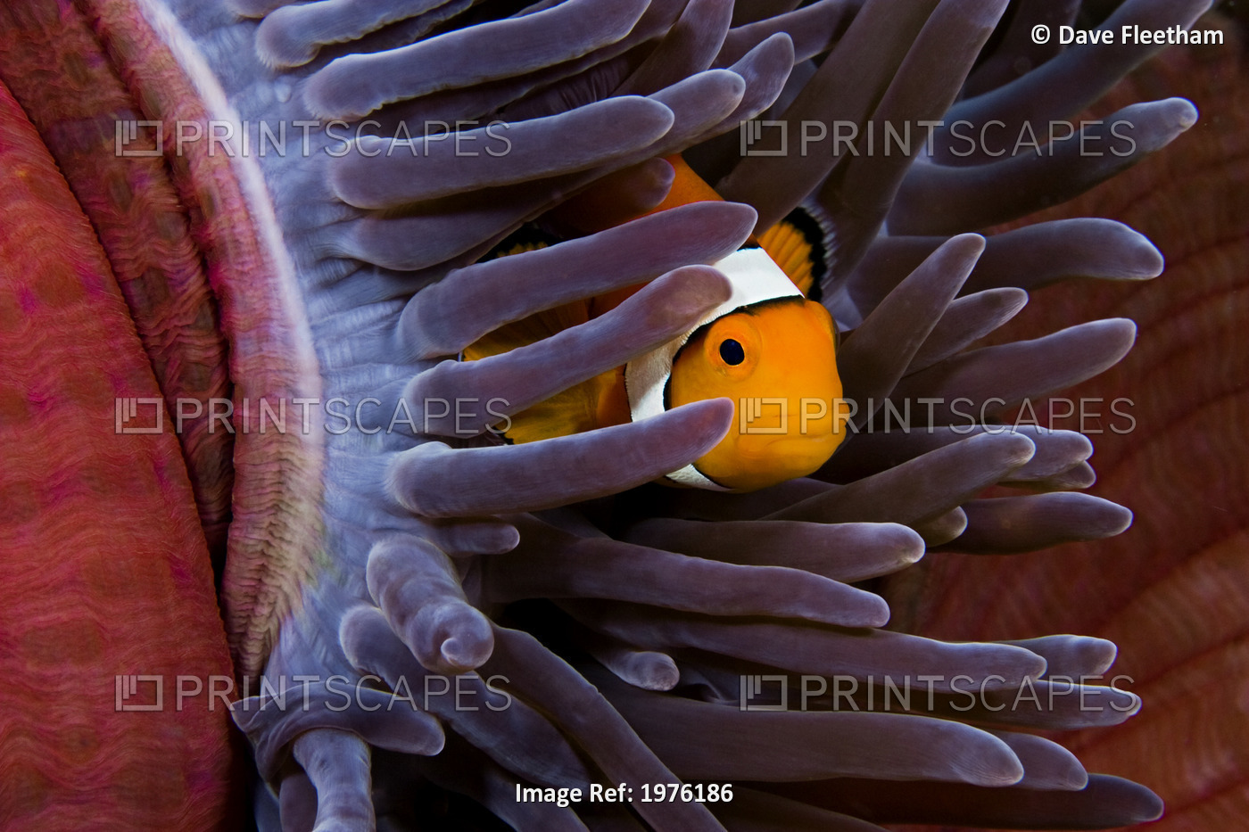 Clown Anemonefish (Amphiprion Percula) Hiding In Anemone ; Indonesia