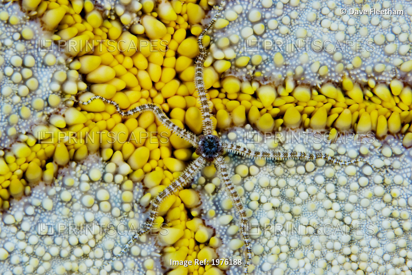 USA, Reticulated Brittle Star (Ophiocoma Brevipes) On Cushion Starfish (Culcita ...