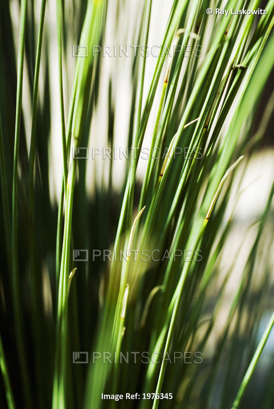 Selective Focus Of Green Grassy Shoots.