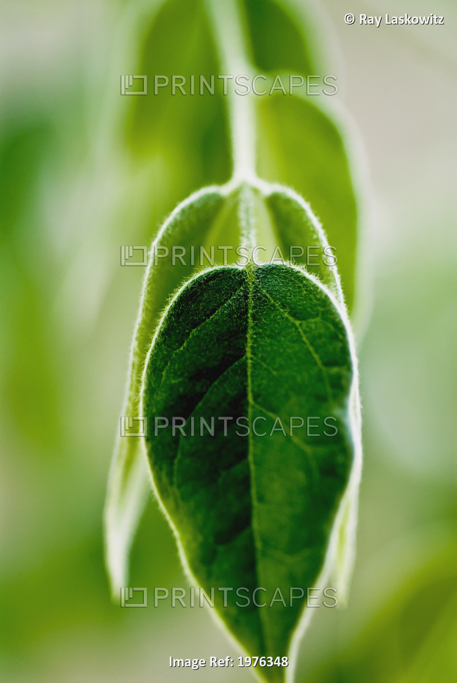 Evergreen Shrub (Osmanthus X Burkwoodii), Selective Focus On Green Leaves.