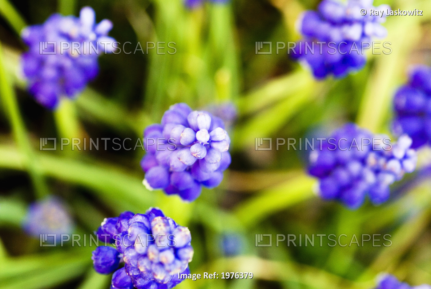 Grape Hyacinths, View From Above Of Purple Flowers.