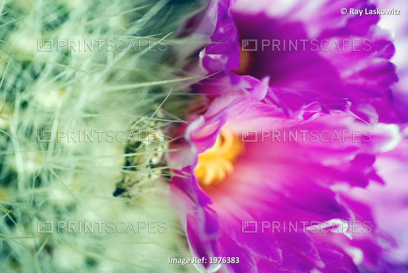 Close-Up Of Blooming Purple Barrel Cactus.