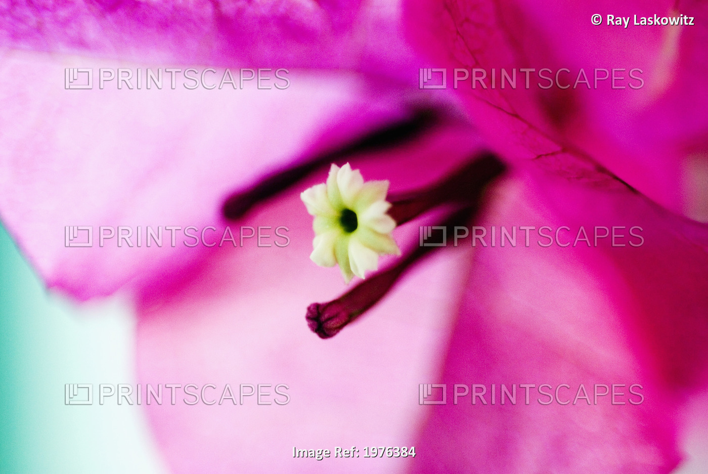 Close-Up Of Magenta Bougainvillea Blossom.