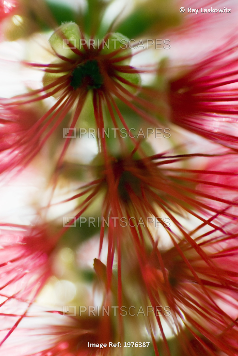 Crimson Bottlebrush (Callistemon Citrinus), Abstract Of Flower Detail.