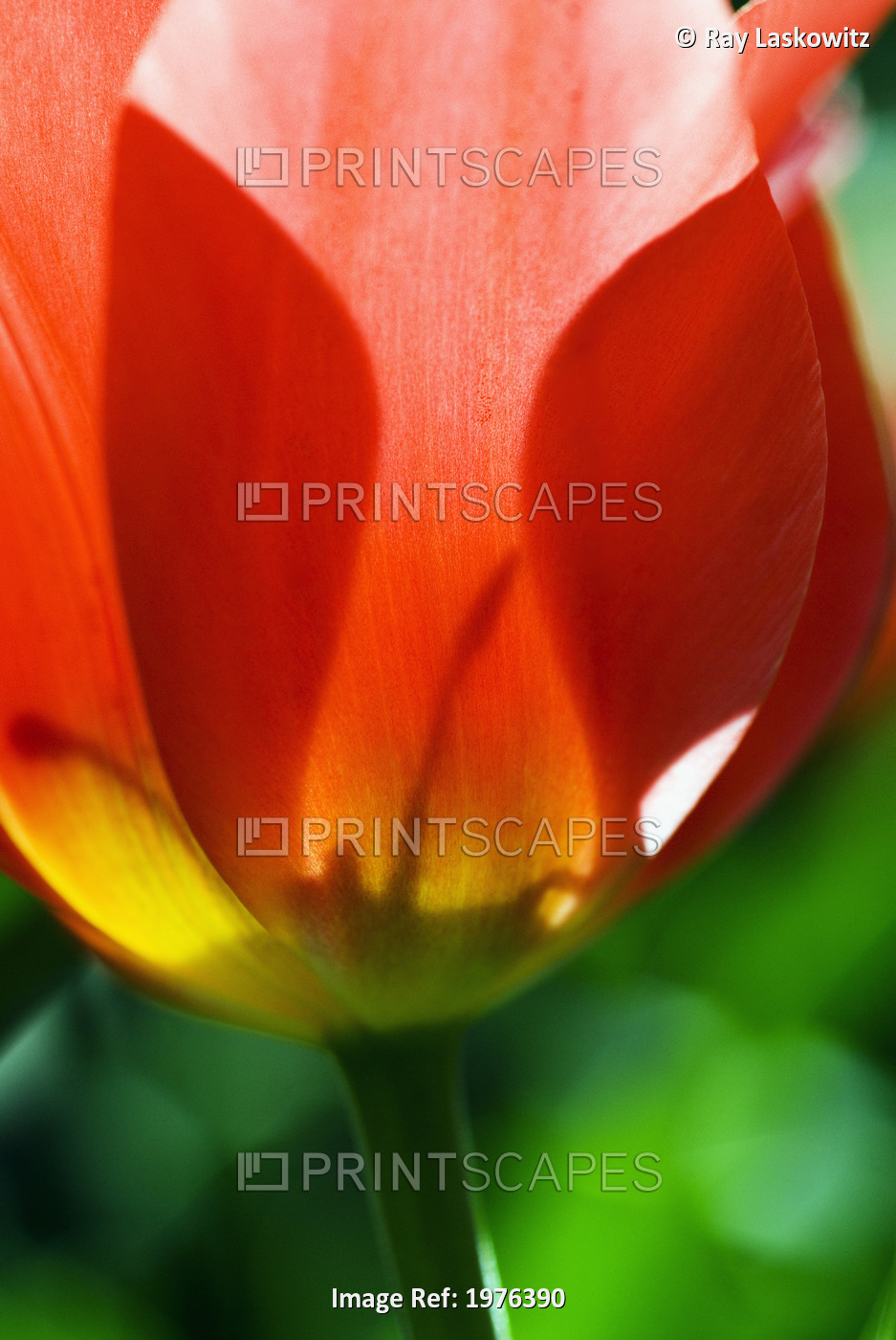 Red Tulip (Tulipa Cultivars), Close-Up Of Blossom And Stem.