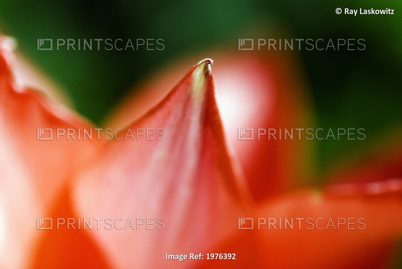 Red Tulip (Tulipa Cultivars), Extreme Close-Up On Petals.
