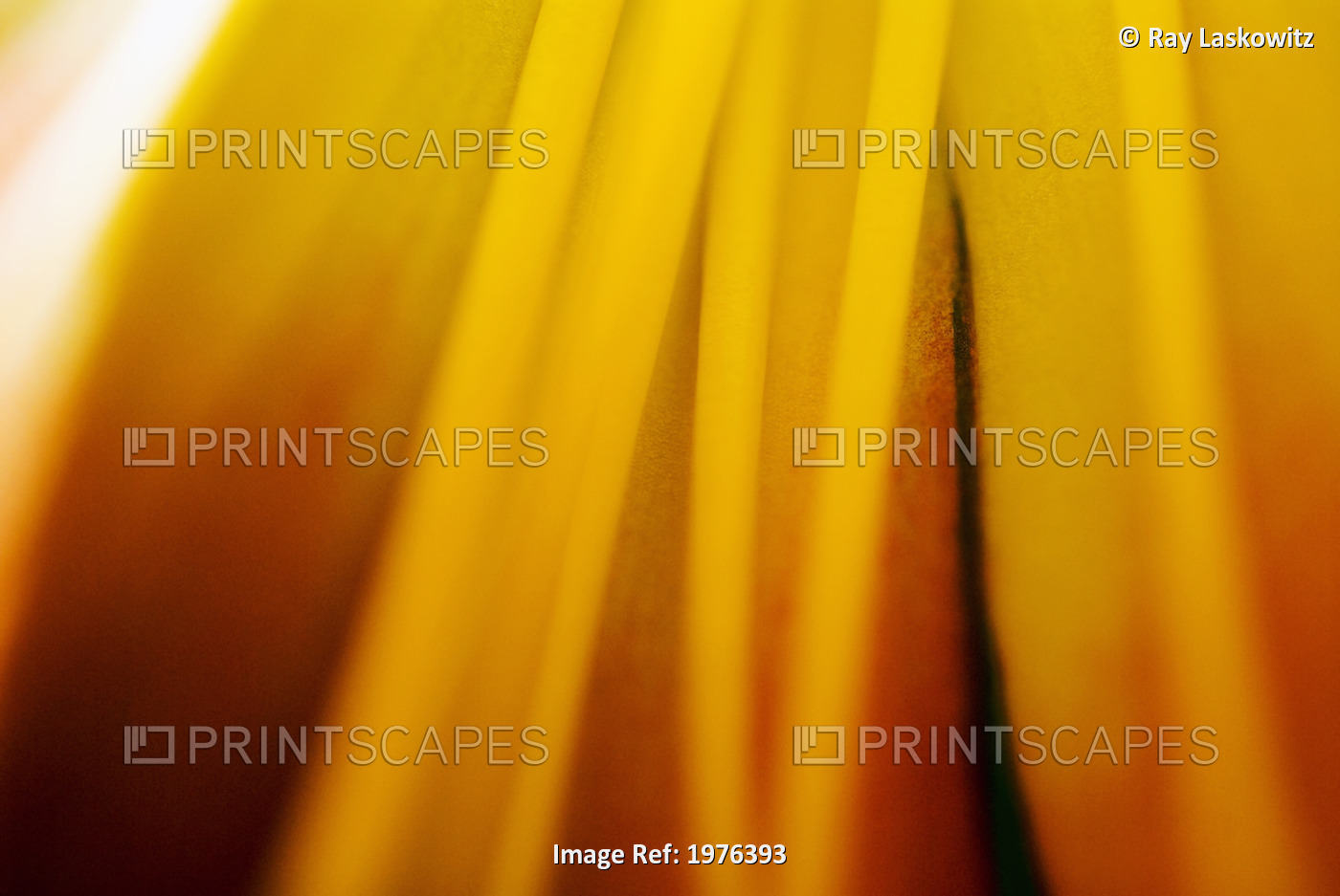 Abstract Of Day Lily (Hermerocallis).