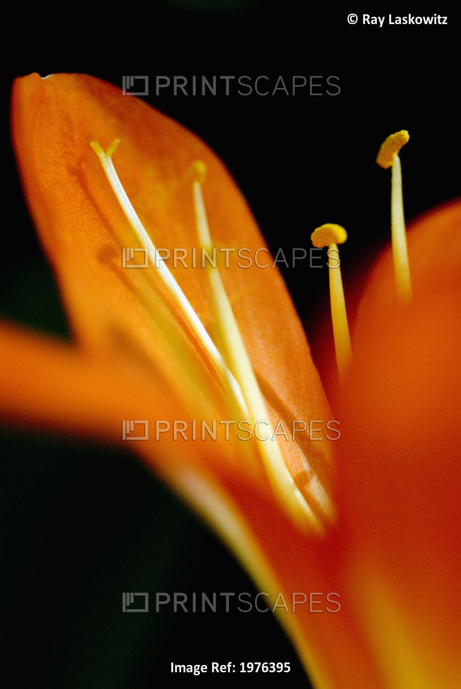 Extreme Close-Up Of Orange Day Lily Petals.