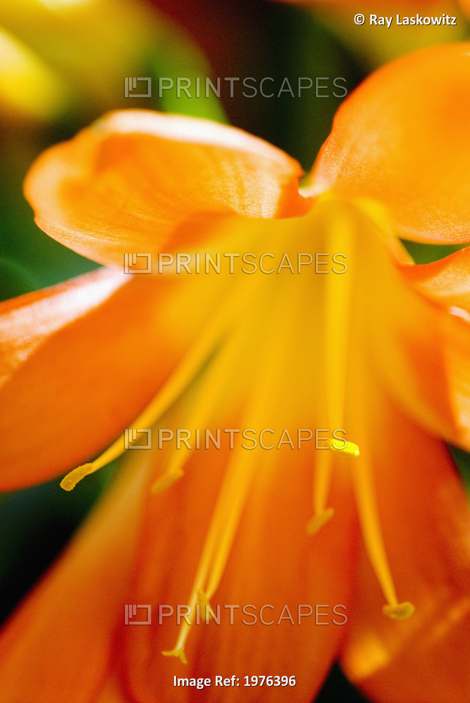 Extreme Close-Up Of Bright Orange Day Lily.