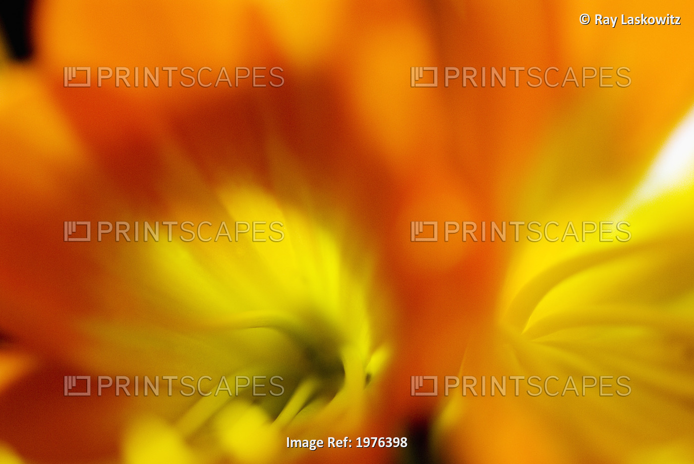 Extreme Close-Up Of Two Orange Day Lilies.