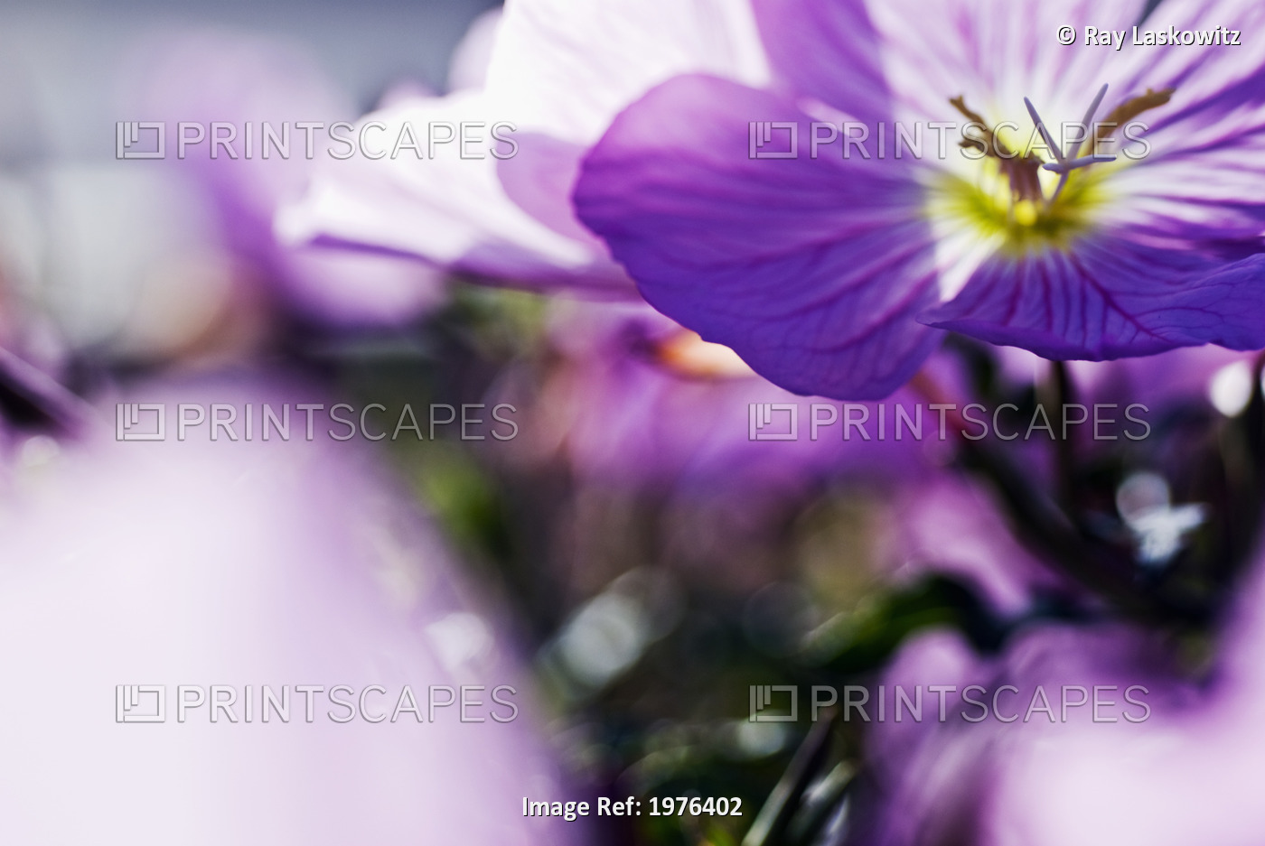 Hardy Geranium Mayflower, Close-Up Of Purple Blossoms.