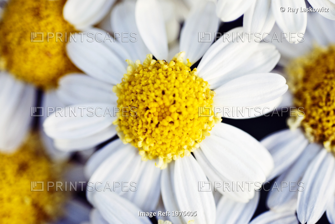 Summer Daisy (Anthemis Punctata), Close-Up Of White And Yellow Blossom.