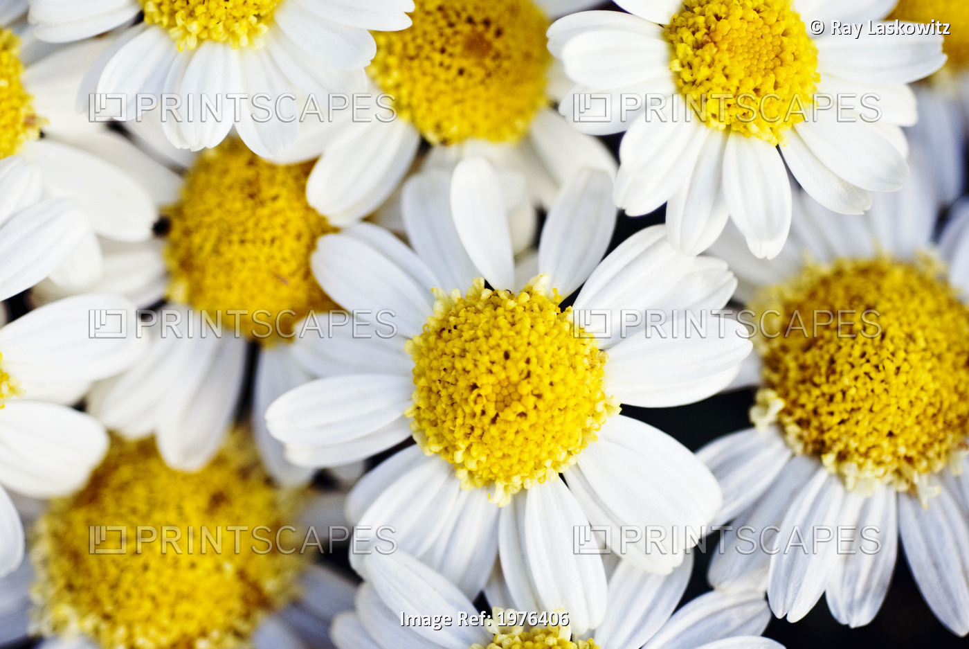 Summer Daisies (Anthemis Punctata), Cluster Of White Blossoms, View From Above.