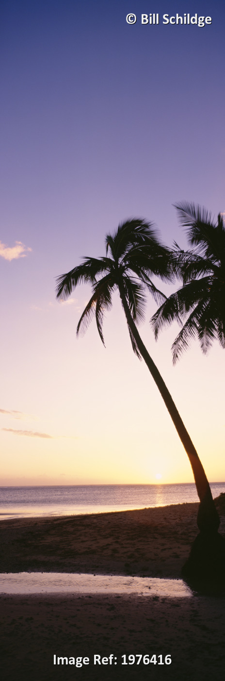 Palm Trees Silhouetted On Beach At Sunset; Fiji