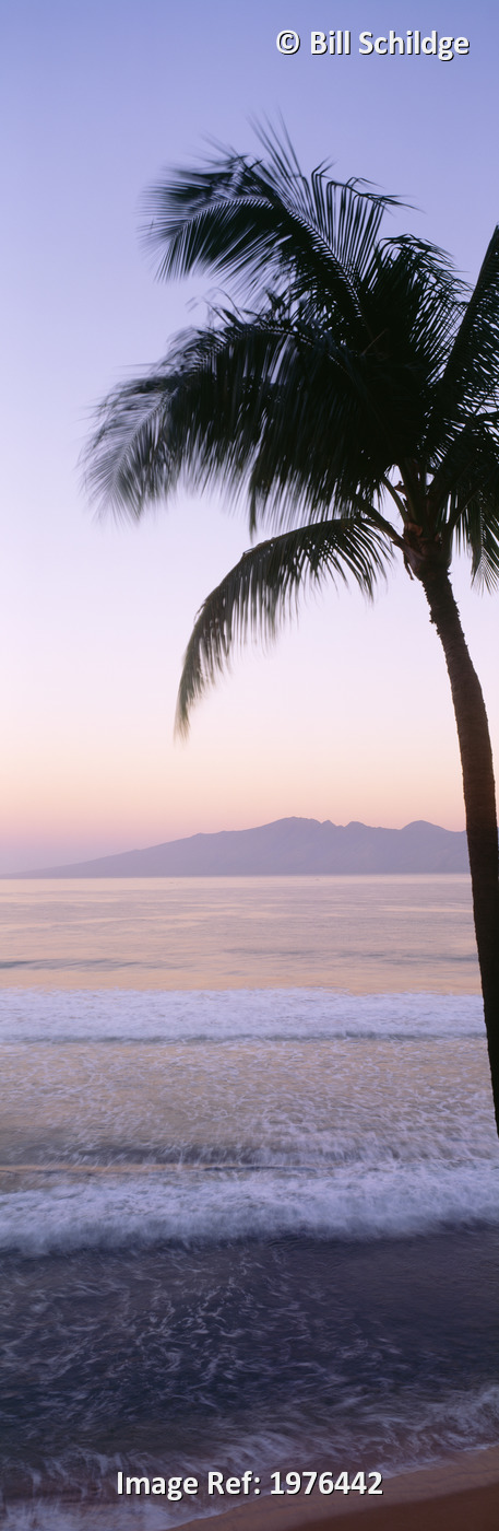 USA, Hawaii, Molokai In Background; Maui, Palm Tree Along Shoreline, Maui Beach ...