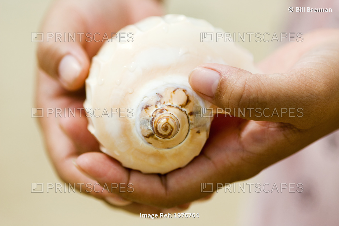 Thailand, Phuket, Womans Hands Cradle Tropical Seashell.
