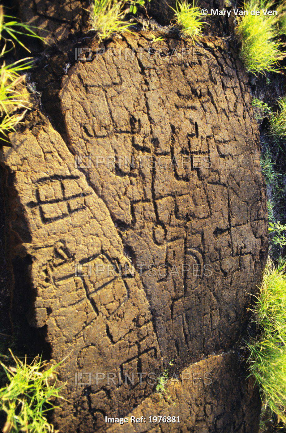 USA, Hawaii, Ancient Hawaiian Carvings; Big Island, Puako Petroglyph ...