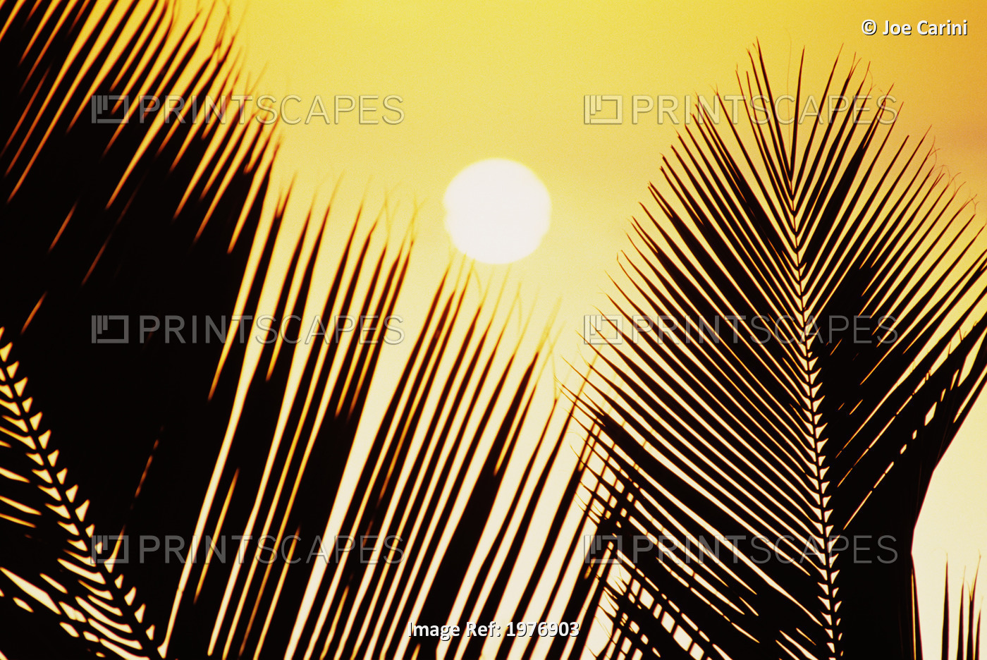 Pale Yellow Sunball Behind Palm Fronds.