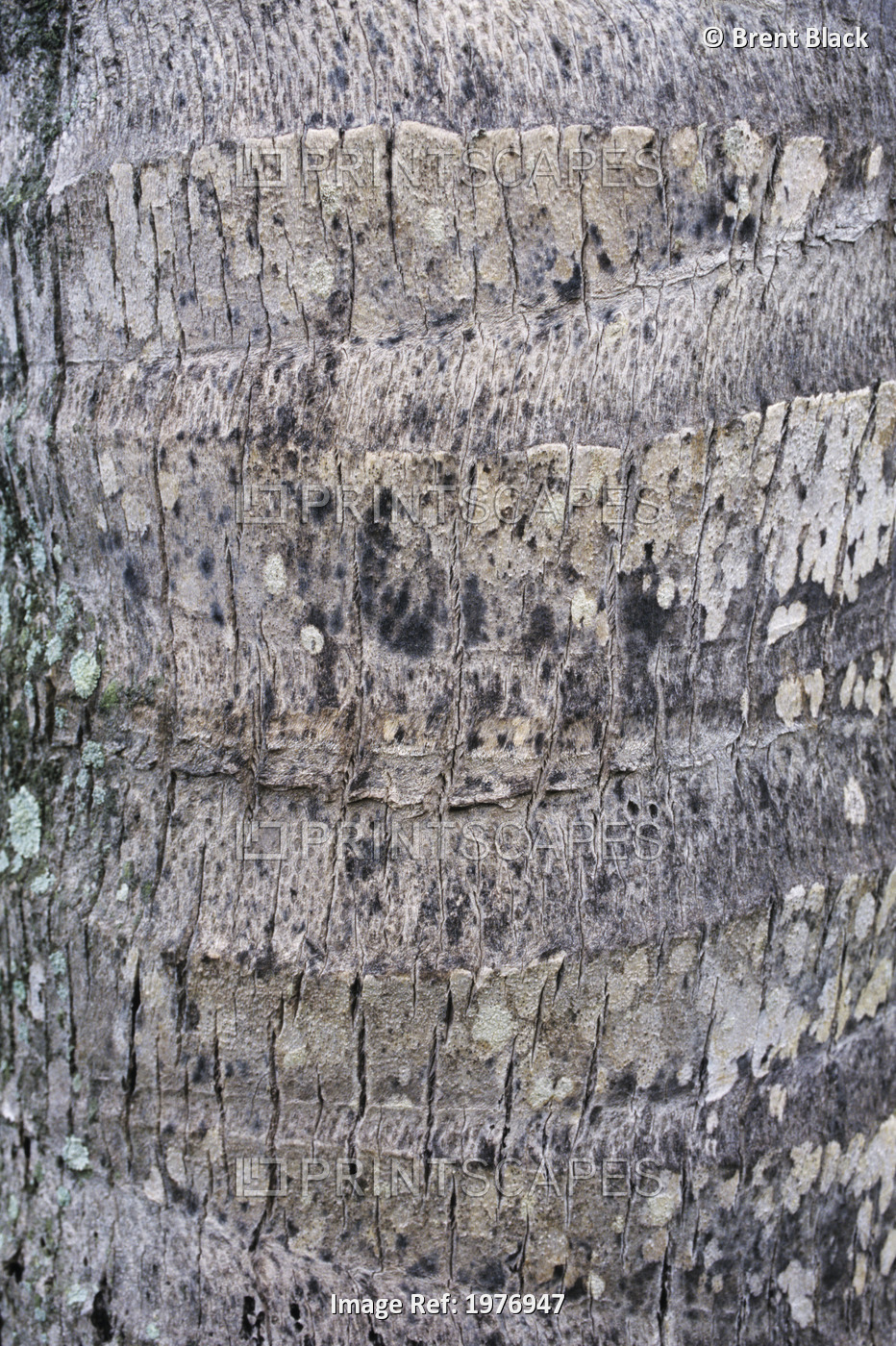 Hawaii, Oahu, Close-Up Of Coconut Palm Tree Bark Texture.
